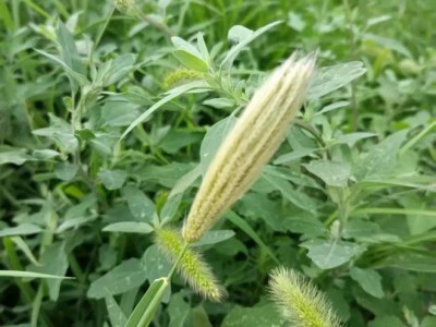 本篇涵盖多部分内容：精选更新、二手供求及更多要点