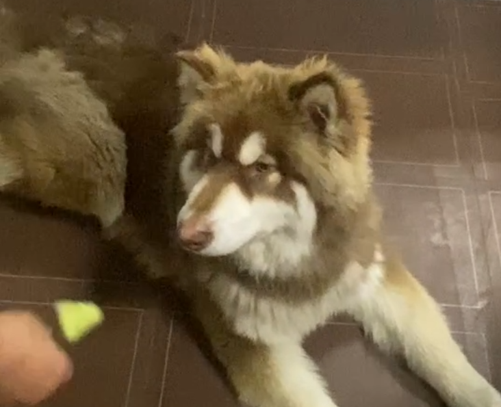 出租出售房屋广告怎么写_出租出售_出租出售怎么写