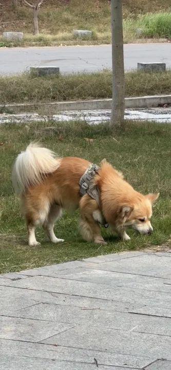 出租出售房屋广告怎么写_出租出售图片_出租出售