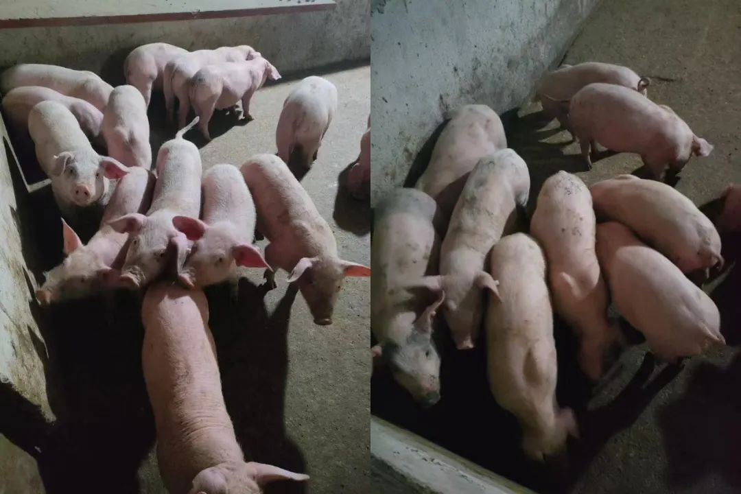 出租出售房屋广告怎么写_出租出售四个字图片_出租出售