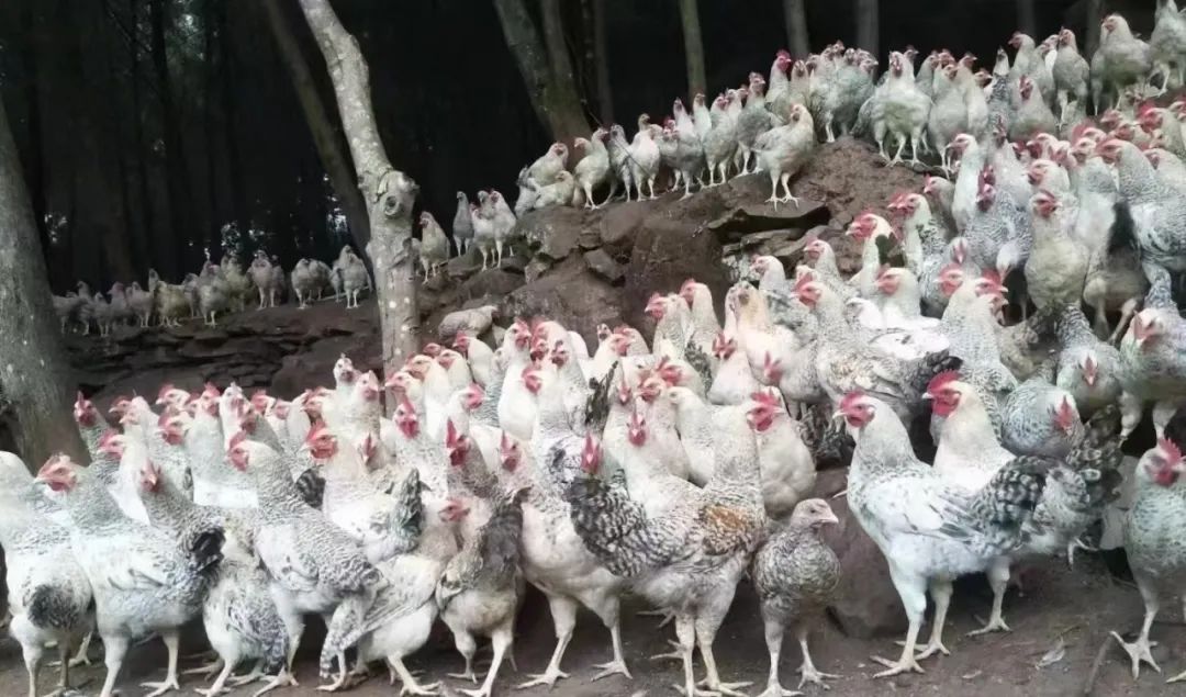 出租出售四个字图片_出租出售房屋广告怎么写_出租出售